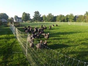 Pastured turkeys are happy turkeys